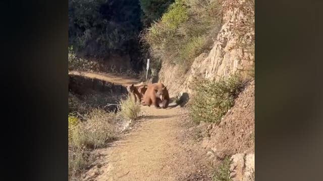 Hiker faces off with bear on trail in California