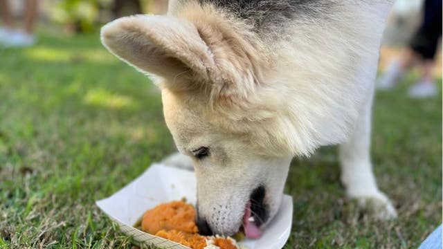 Join Houston Humane Society in feeding shelter pets this Thanksgiving