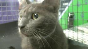 Arctic blast Texas: Protect pets from freeze, Texas law for dogs outside