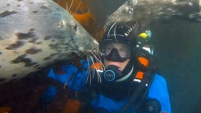 Seal playfully tugs at scuba diver's hat in cute moment caught on cam