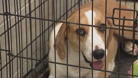 Mysterious respiratory illness in dogs being reported in at least 14 states