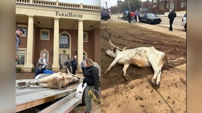 Dead longhorn found at Oklahoma State frat house ahead of Big 12 Championship game