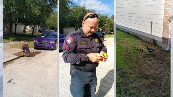 Harris County Constable deputy rescue ducklings stuck in storm drain