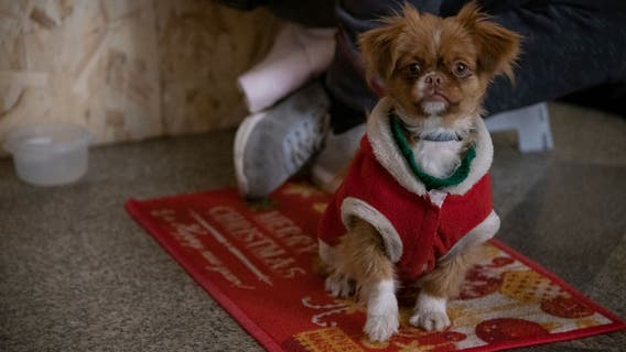 Rescued Pets Movement in Houston needs dog, cat fosters for Christmas holiday