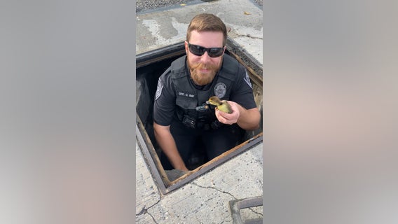 League City police officer rescues 11 ducklings trapped in drained during storm on Christmas morning