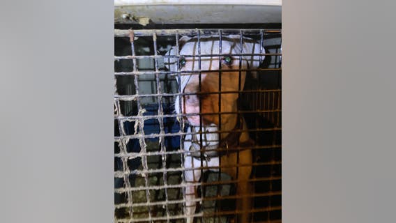 Dogs, cats rescued from 'despicable living conditions' in Houston