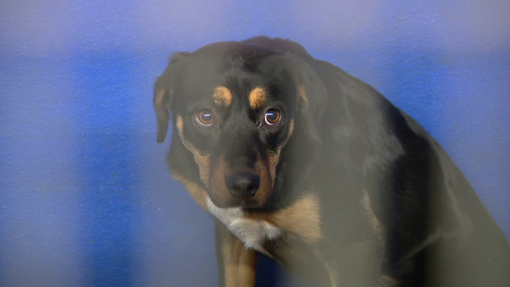 No-kill shelter in Dickinson over capacity, offering potential adopters a 2-week trial period