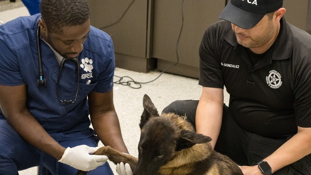 Waller County dog struck by weight in October finds new home
