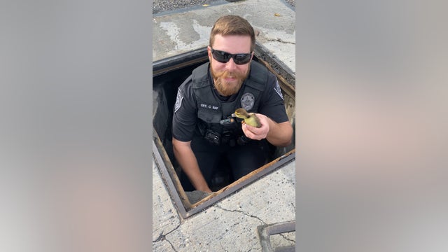 League City police officer rescues 11 ducklings trapped in drained during storm on Christmas morning