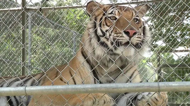 Tiger 'India' seen wandering in Houston in 2021 has died, Black Beauty Ranch says