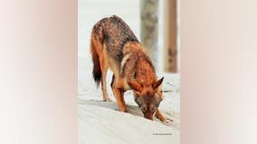 Galveston 'ghost wolves': Town hall to discuss unique coyotes with red wolf DNA