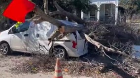 How to safeguard trees from falling over onto your property during storms