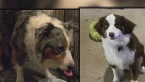 Houston area family fears their 2 purebred dogs were stolen by dog sitter they found on popular website