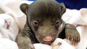 Florida zoo celebrates 1st sloth bear cubs in nearly three decades