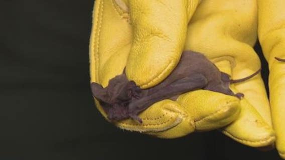 Houston wildlife teams rescue more than 1,000 frozen bats during arctic blast
