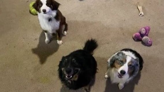 Second pure bred dog feared stolen by dog sitter back home thanks to FOX 26 viewer