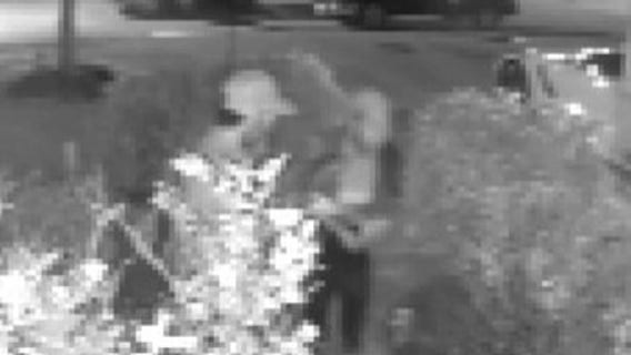 Reunion between owner, French Bulldogs discovered to be dognapping