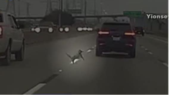 Houston crime: Disturbing incident of animal cruelty captured on dashcam prompts investigation