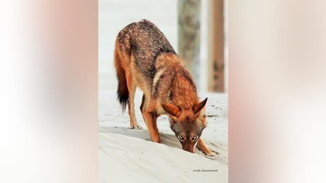 Galveston 'ghost wolves': Town hall to discuss unique coyotes with red wolf DNA