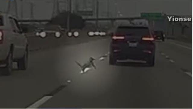 Houston crime: Disturbing incident of animal cruelty captured on dashcam prompts investigation