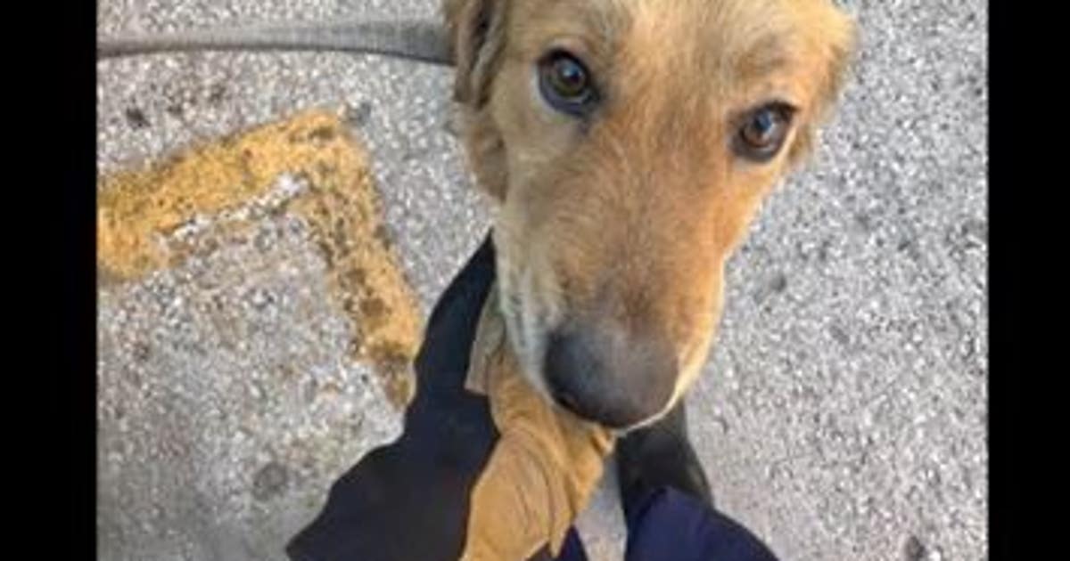 Dog stuck in shipping container at Port Houston without food or water ...