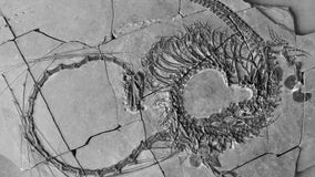 Scientists announce discovery of 240-million-year-old 'Chinese dragon'