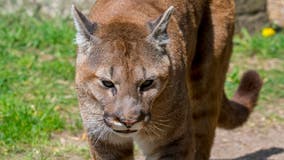 911 call of cougar attacks near Fall City released, 1 cyclist injured