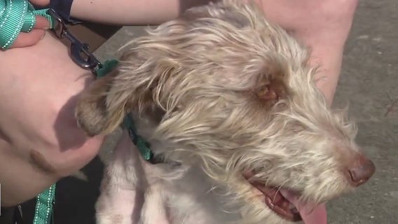 Caught on Camera: Daring rescue of injured dog trapped in northwest side bayou caught on video