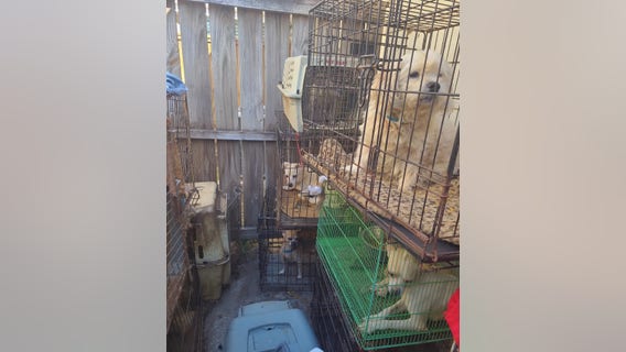 Houston animal abuse: 18 dogs removed from deplorable living conditions
