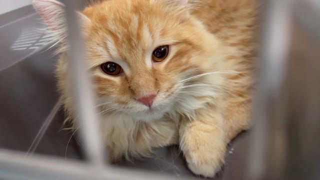 Houston Humane Society free cat neutering event Fix Felix on Feb. 21