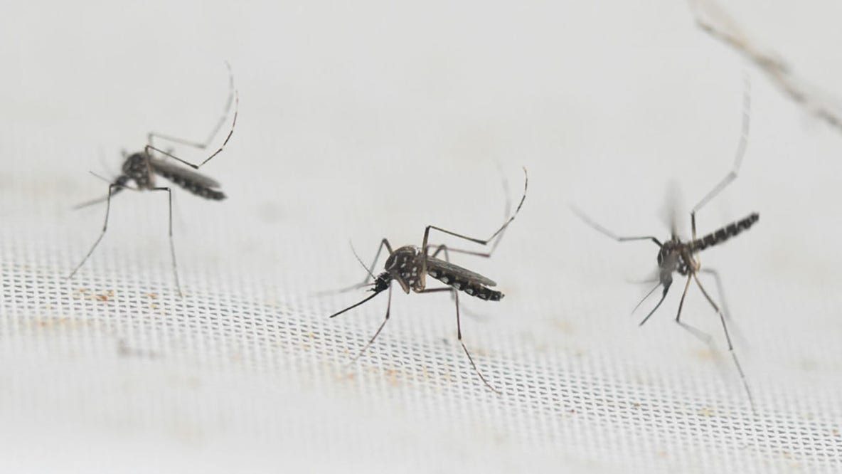 Manvel mosquito trap tests positive for West Nile Virus