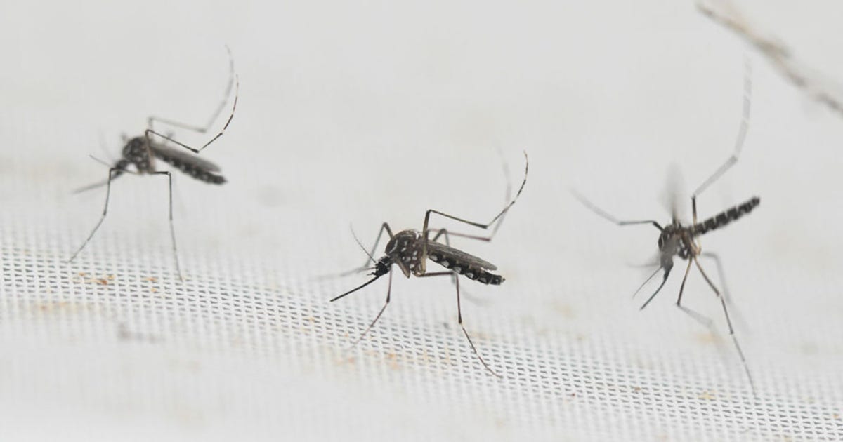 Manvel mosquito trap tests positive for West Nile Virus
