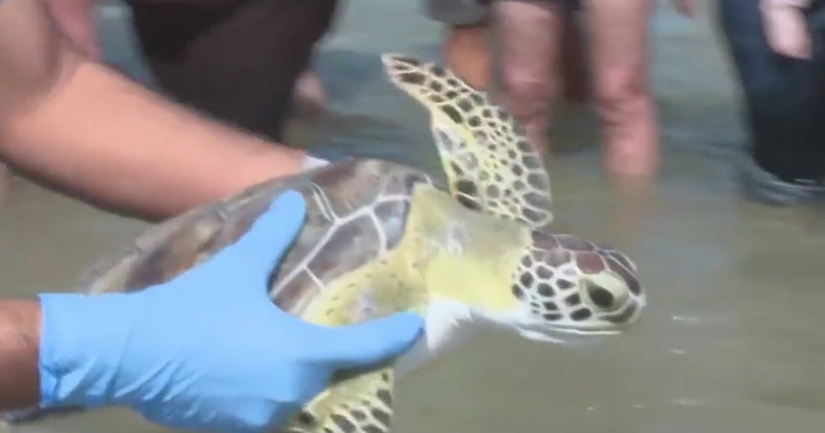 Gulf Center for Sea Turtle Research, Houston Zoo return rescued turtles ...