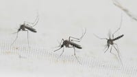 Manvel mosquito trap tests positive for West Nile Virus