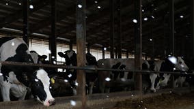 'Bird Flu' found at three Texas dairy farms, one in Kansas