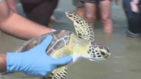 Gulf Center for Sea Turtle Research helps return 12 rescued green sea turtles to Galveston