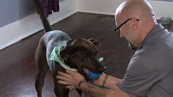 Puppy found in a box behind trash dumpster now on her way to being a bomb sniffing dog