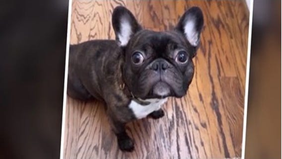 Richmond family says 3-year-old French Bulldog died hours after Petco grooming