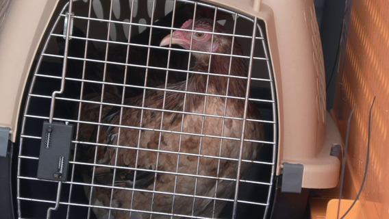 Galveston authorities bust location raising birds for cockfighting, 1 person arrested