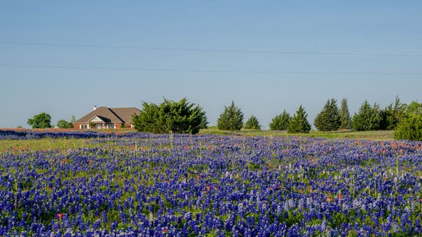 Bluebonnet fields: Where to see bluebonnets for gorgeous pictures