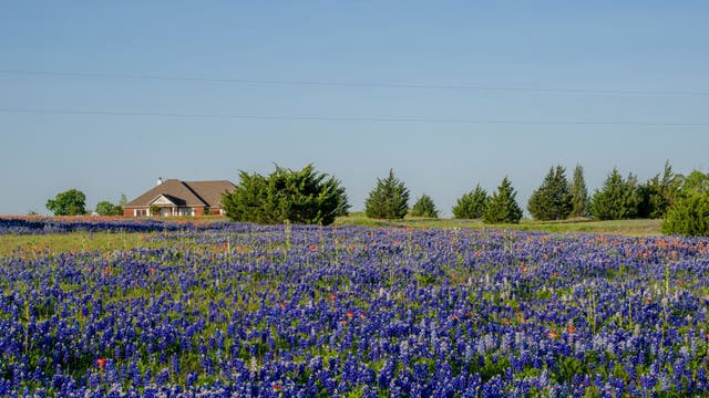 Bluebonnet fields: Where to see bluebonnets for gorgeous pictures