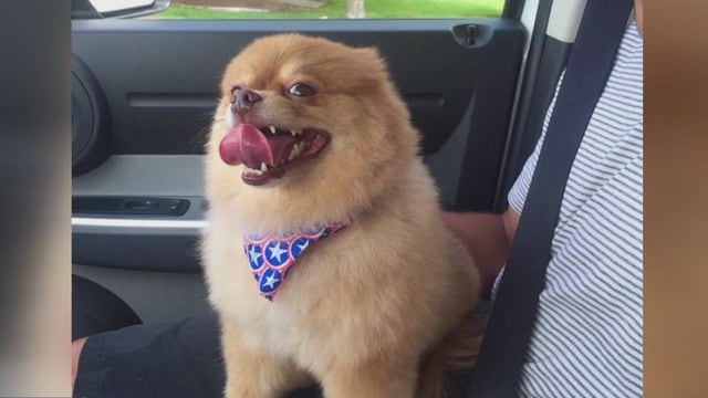 League City couple devastated, claim dog was attacked and killed at boarding facility