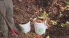 Turn your food scraps into compost and reduce greenhouse emissions