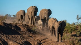 Botswana threatens Germany with 20K elephants amid trophy hunting feud