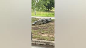 Alligator spotted in Fulshear neighborhood on Sunday afternoon
