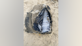 Drugs found on Jamaica Beach in Galveston, Texas