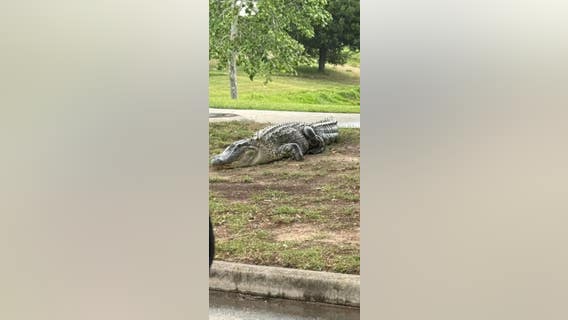 Alligator spotted in Fulshear neighborhood on Sunday afternoon