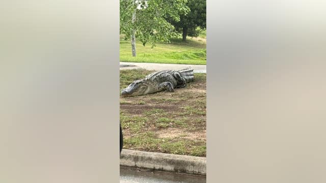 Alligator spotted in Fulshear neighborhood on Sunday afternoon