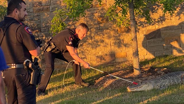 Fulshear police corral 7-foot alligator in Cross Creek Ranch