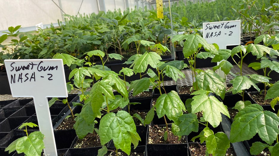 nasa moon trees plants growing in pots